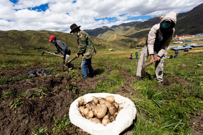 Producción de papa caería en 40% por fenómeno de La Niña