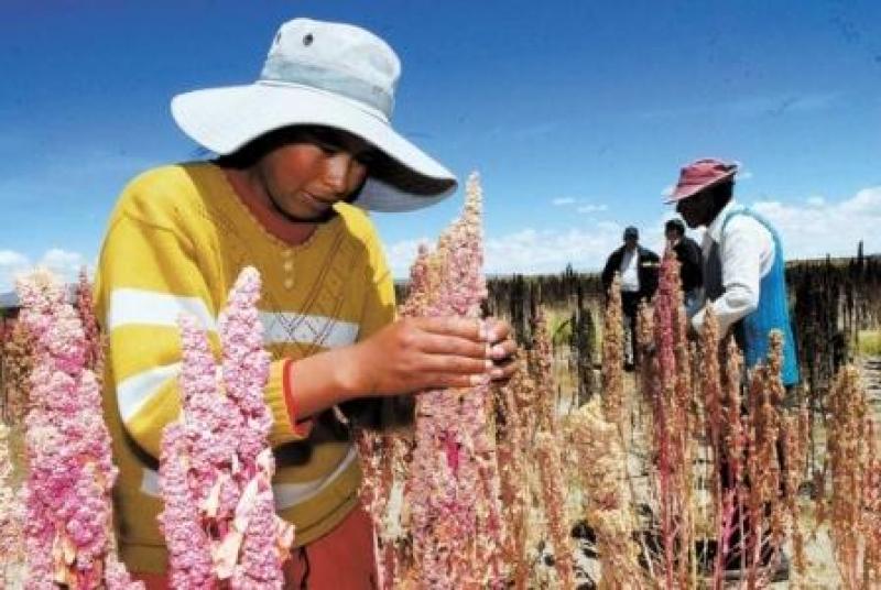 PRODUCCIÓN DE QUINUA CRECIÓ 135% EN EL PRIMER TRIMESTRE DEL AÑO