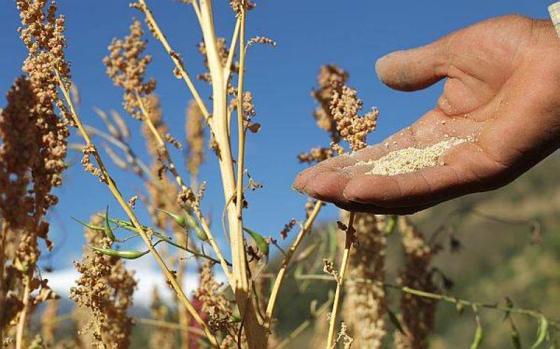 PRODUCCIÓN DE QUINUA SUMARÍA 70 MIL TONELADAS AL CIERRE DE ESTE AÑO