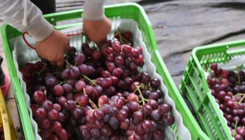 Producción de uva de mesa de Perú crecería 11.4% este año