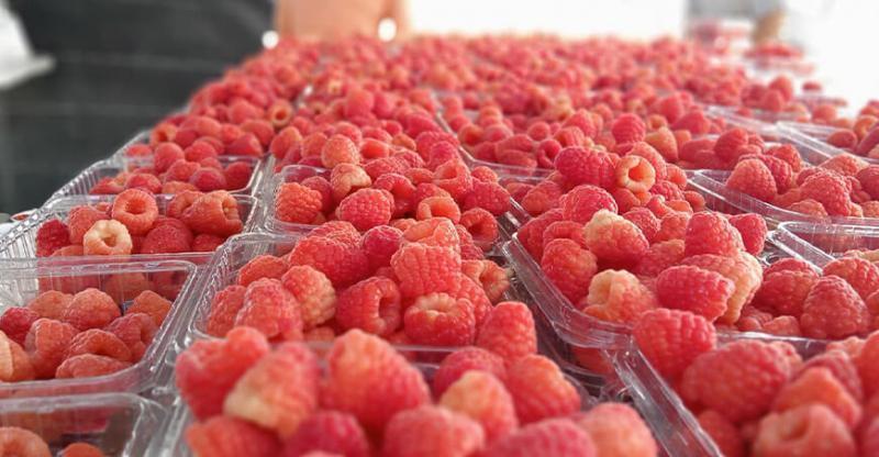 Producción estadounidense de frambuesas alcanzó los 82.1 millones de kilos en 2024, mostrando un alza de 27%
