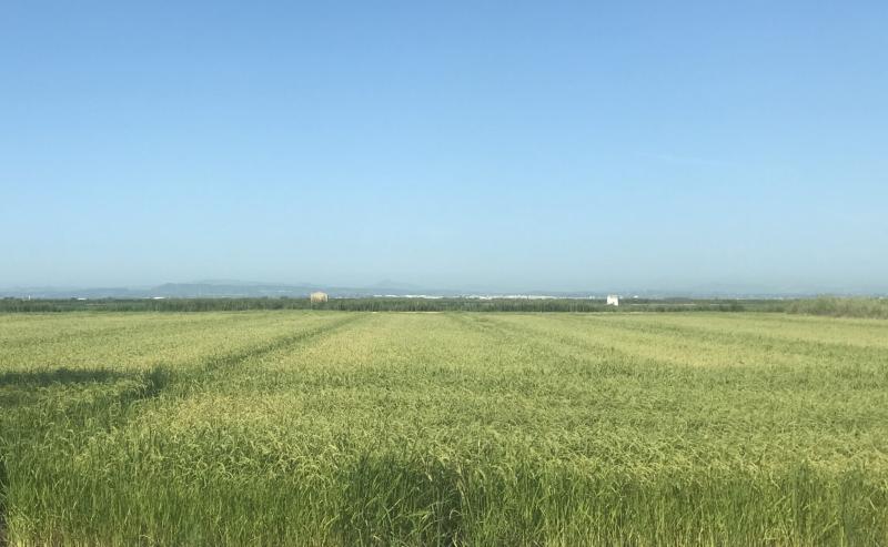 Producción mundial de arroz caerá 1% en la campaña 2019/2020