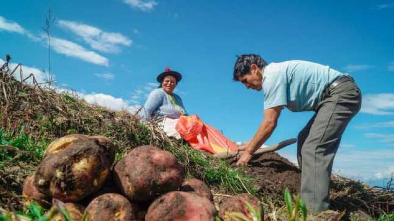 Producción nacional agropecuaria creció 3.3% entre enero y julio de 2024