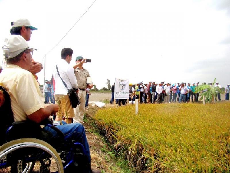 Producción Nacional de arroz crecería 30% este año