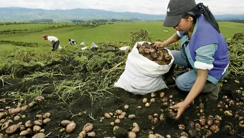 Producción nacional de papa cae -10.5% en volumen en octubre de 2023