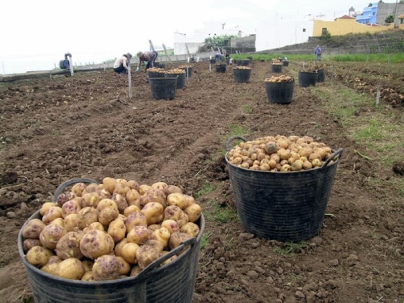 Producción nacional de papa creció 6.8% en 2018