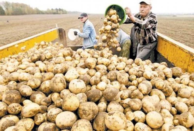 Producción nacional de papa se incrementó 3.7% en febrero del 2018