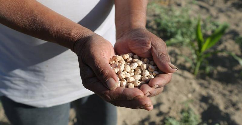 Producción peruana de legumbres alcanzó las 350 mil toneladas en 2025