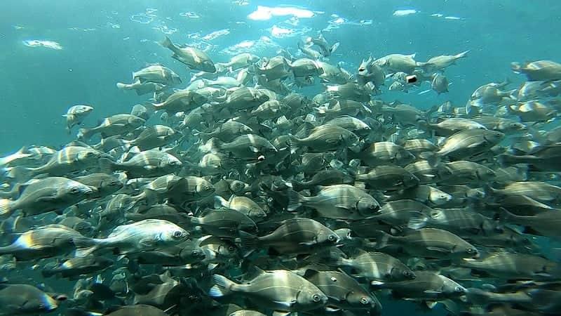 Produce adjudicará 1.000 proyectos de innovación en pesca y acuicultura a nivel nacional