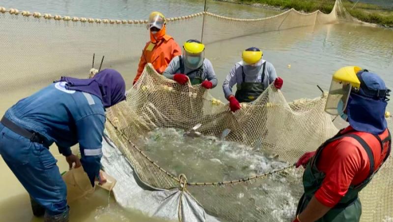 Produce impulsa el sector pesquero y acuícola otorgando más de 1600 habilitaciones sanitarias para este año