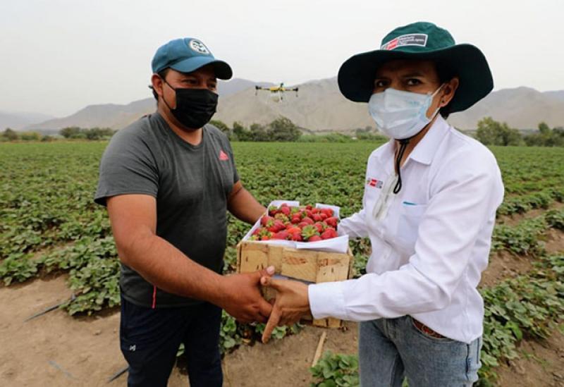 Produce lanzará en febrero plataforma para acercar productores a los mercados