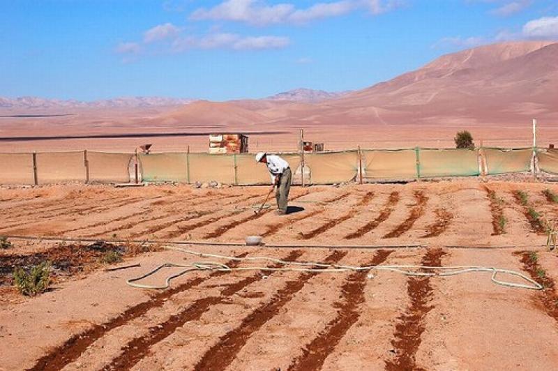 PRODUCTIVIDAD AGRÍCOLA DE CHILE DISMINUYÓ UN 32 %