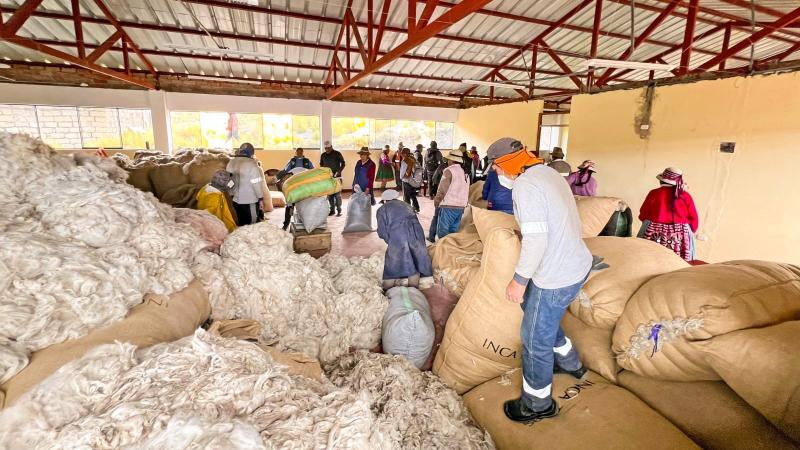 Productores de Apurímac comercializan 147 mil libras de fibra de alpaca a Inca Tops