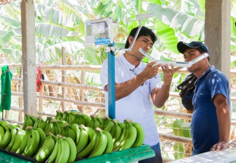 PRODUCTORES DE BANANO DE PIURA CONSTRUYEN BALANZAS SOLARES 