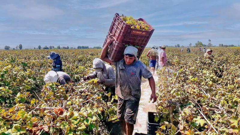 Productores de Cañete comercializan 161 toneladas de uva Italia valorizadas en S/ 177.000  a industria pisquera