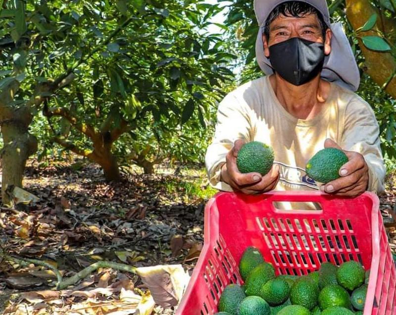 Productores de Huancavelica esperan duplicar su volumen de exportación de palta en 2022