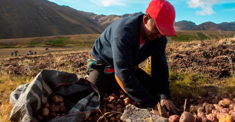 Productores de Huánuco comercializarán 90 toneladas de papa nativa para elaborar snacks