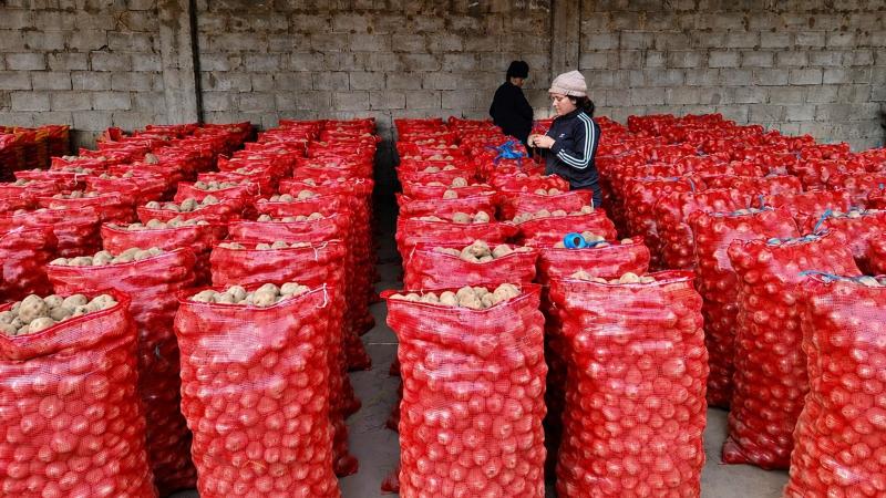 Productores de Huánuco concretan primera venta directa de papa amarilla a la agroindustria