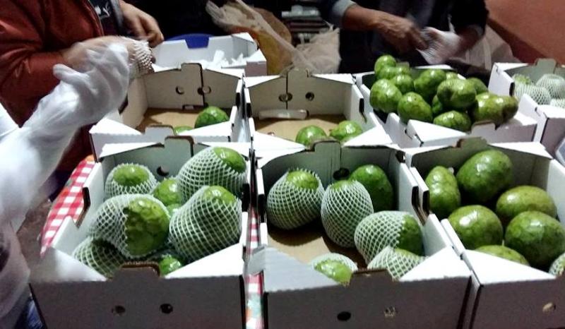 Productores de Huarochirí exportan 1.600 kilos de chirimoya a Hong kong y Canadá