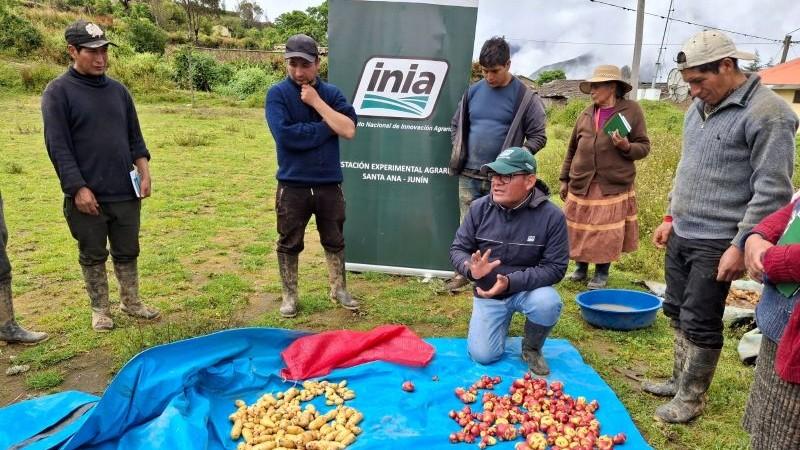 Productores de Junín logran cosecha de 250 mil semillas de papa con alta calidad genética