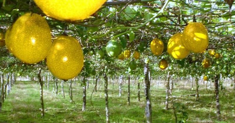 Productores de Laredo reciben asesoría y logran vender 30 toneladas semanales de maracuyá