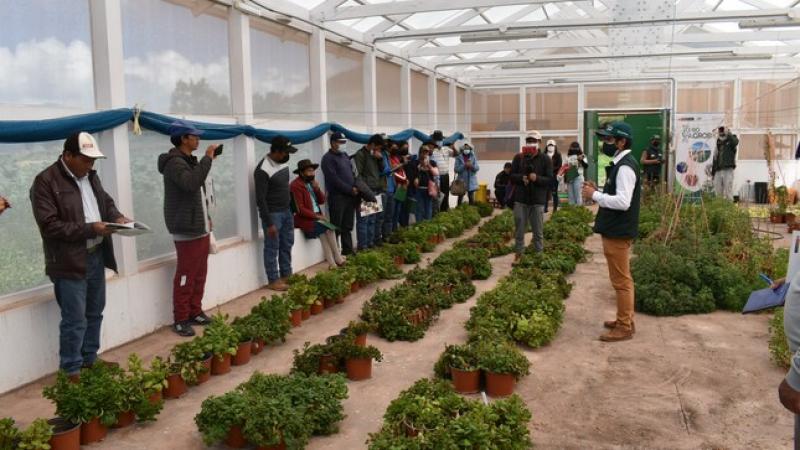 Productores de Lucanas aprenden técnicas para la conservación genética de papa nativa