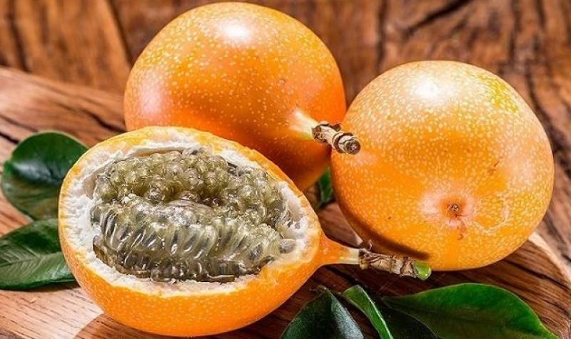 Productores de Oxapampa mejoran calidad genética de la granadilla