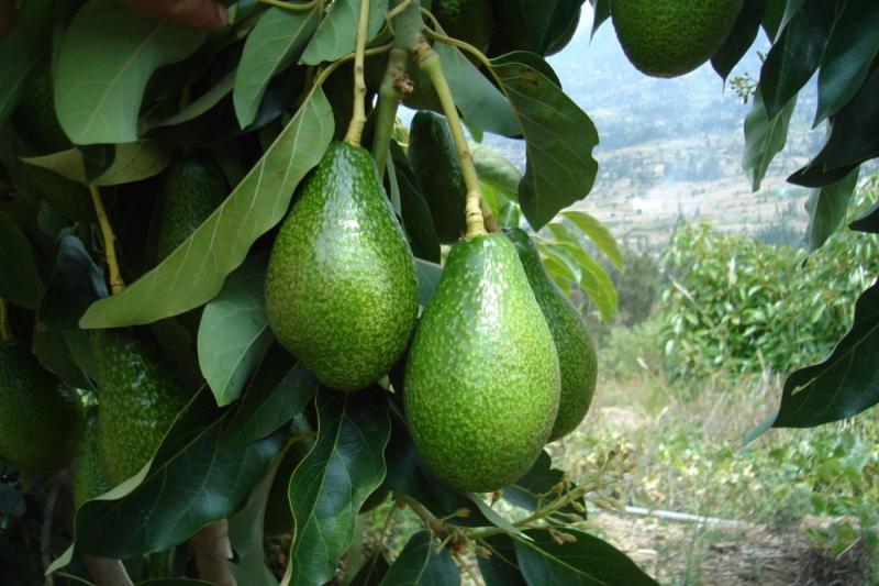 Productores de palta de Huancavelica venden nueve toneladas de su producto al Gobierno Regional