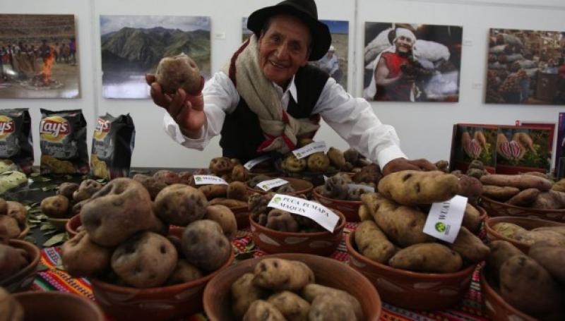 PRODUCTORES DE PAPA NATIVA DE CINCO REGIONES EN \"FESTIPAPA 2015\"