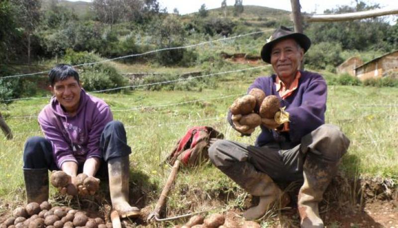 Productores de papa otra vez realizarán paro