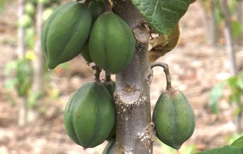 PRODUCTORES DE PAPAYA ANDINA GANARON EL PROCOMPITE DE PUNO