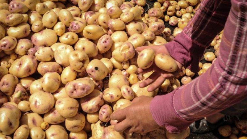 Productores mexicanos protestan contra importación de papa desde Estados Unidos