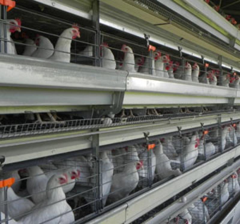 PRODUCTORES NACIONALES DE AVES DEBEN INVERTIR EN AUTOMATIZAR SUS GALPONES