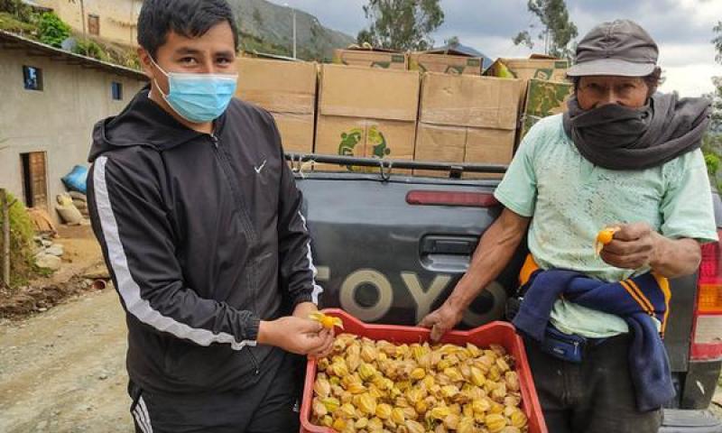 Productores peruanos exportan por primera vez pulpa de aguaymanto congelado a Suiza