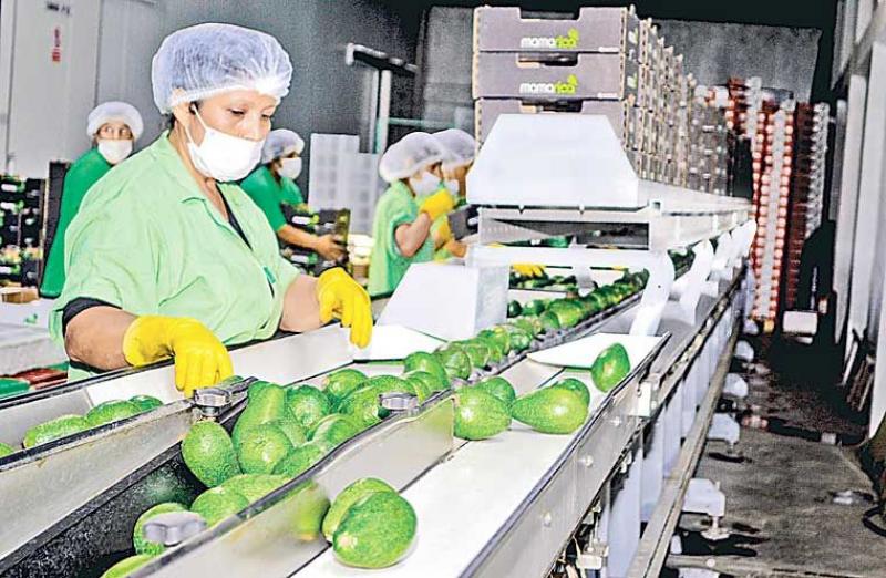 PRODUCTOS DE AGROEXPORTACIÓN EN LA CIMA DE DESPACHOS NO TRADICIONALES