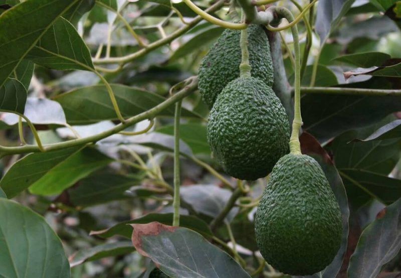 ProHass: Casi la mitad del total de hectáreas de palta Hass en riesgo por falta de fertilizantes