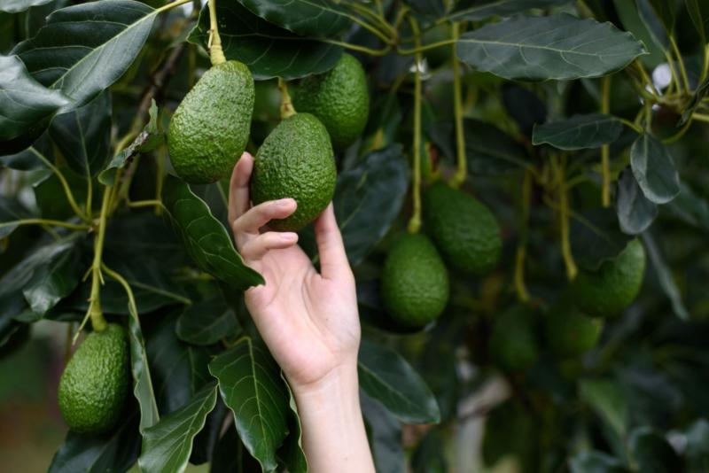 ProHass: Exportaciones peruanas de palta Hass crecerán en 2023, pero menos de lo proyecto a inicios de año