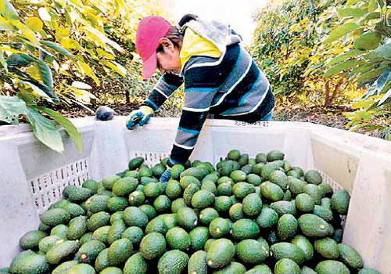 ProHass registró 17 productos agroquímicos en el Senasa y a mediados de este mes se registrarían 4 más