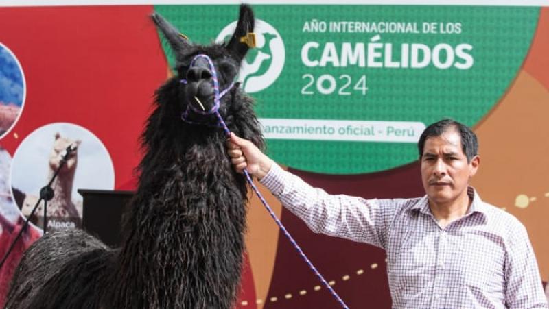 Promueven consumo de carne de alpaca