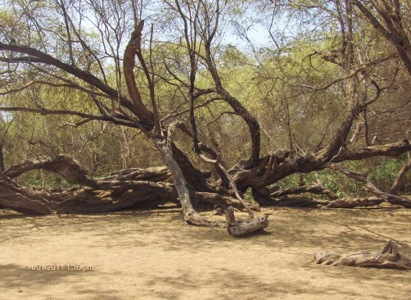 PROMUEVEN CONVERSATORIO SOBRE BOSQUES SECOS Y ÁREAS SEMI DESÉRTICAS