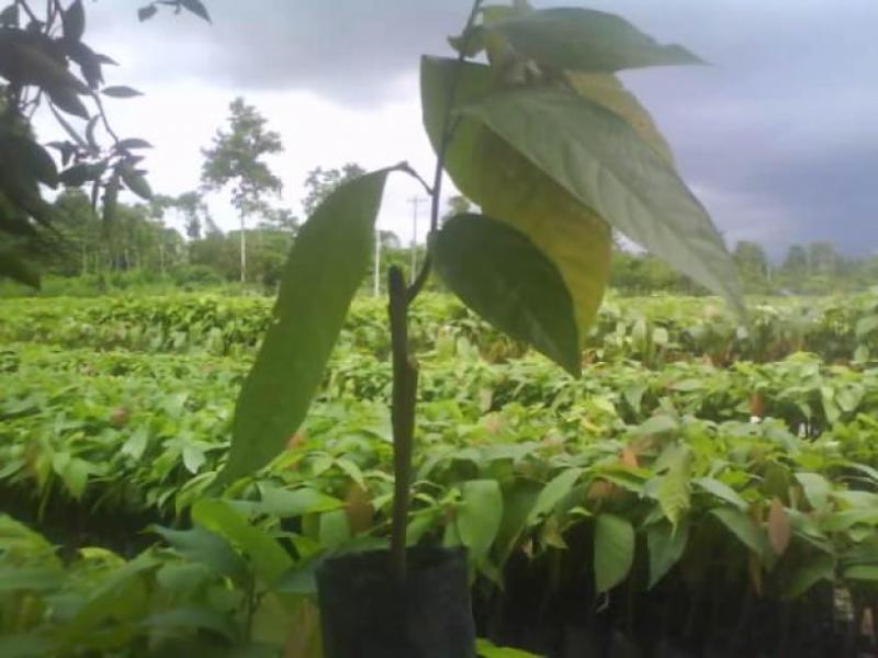 PROMUEVEN INJERTOS EN PLANTACIONES DE CACAO 