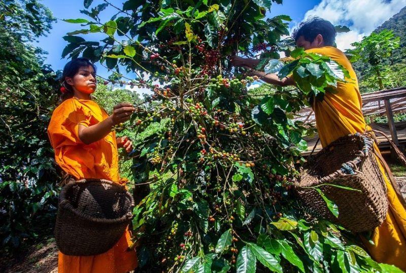 Promueven mitigación con cesiones en uso para sistemas agroforestales