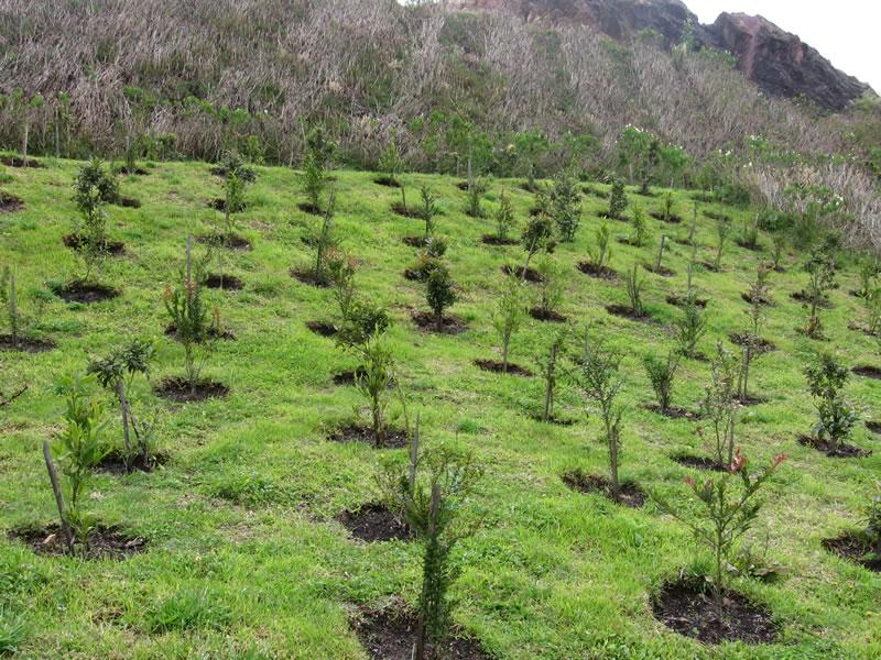 Promueven Registro de Plantaciones Forestales como un negocio formal y sostenible