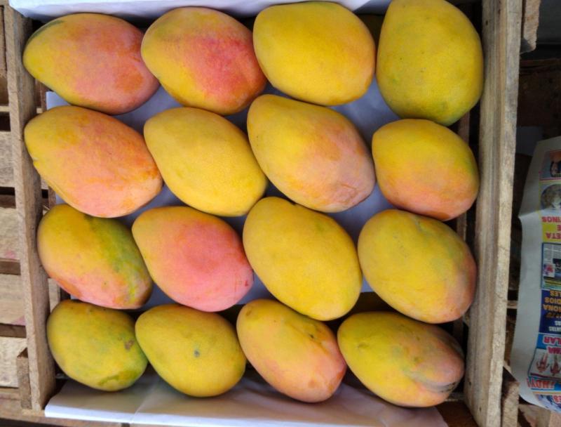 Proponen al mango Edward como alternativa ante baja floración del Kent