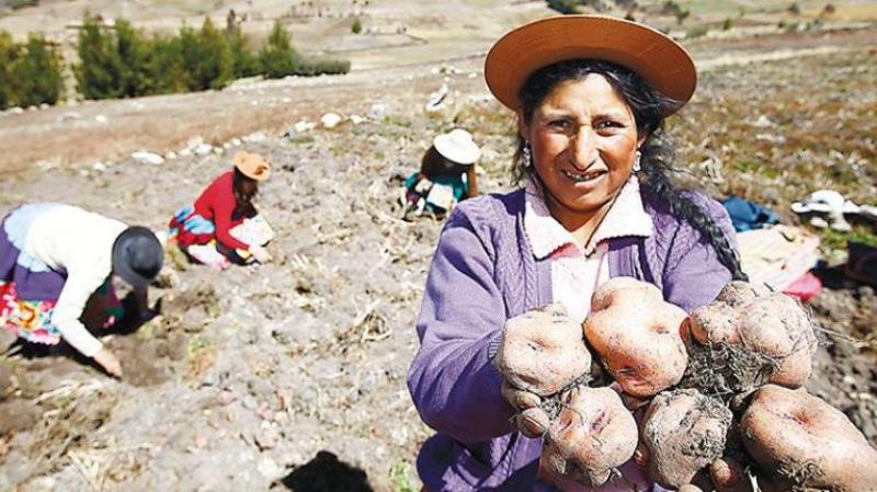 PROPONEN CULTIVO DE PAPA MARCELA CONTRA CAMBIO CLIMÁTICO