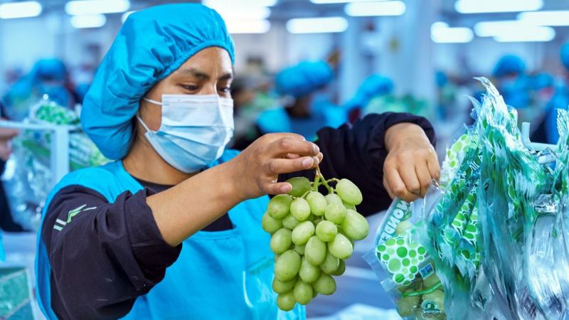Provid: Perú exportó 81.424.326 cajas de uva de mesa entre las semanas 34 y 10 de la campaña 2024/2025, mostrando un alza de 31%