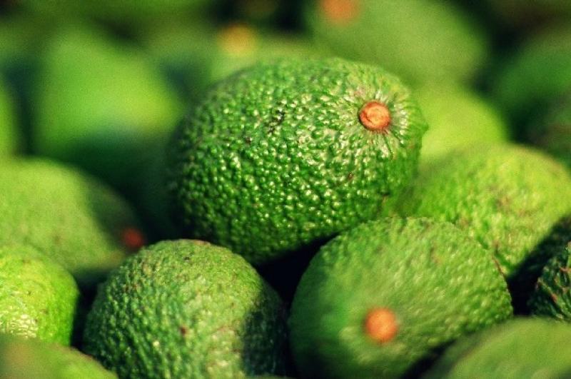 Proyectan que Australia llegue a producir 115.000 toneladas de palta en 2025