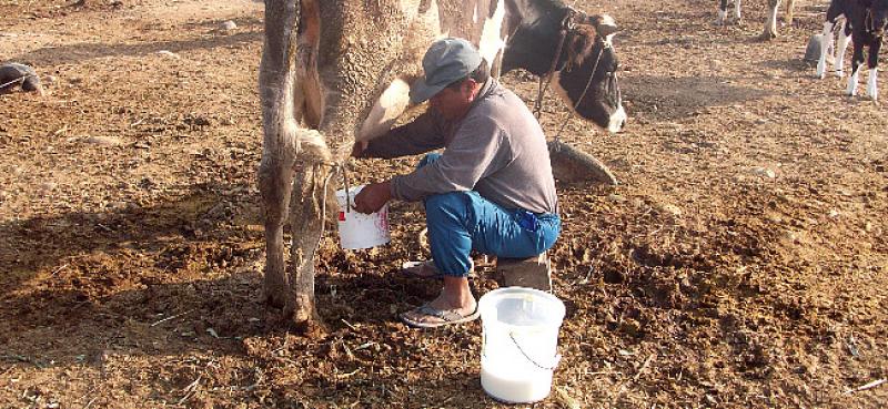 PROYECTO CON GANADO LECHERO PERMITIRÍA MEJORA DE LA CALIDAD 