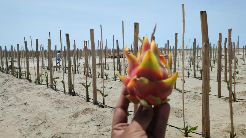 Proyecto Terra instalará en Chiclayo la primera planta para el procesamiento exclusivo de Pitahaya en Latinoamérica