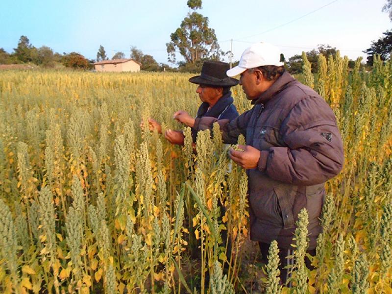 Proyectos de innovación y transferencia tecnológica mejoran rentabilidad de productores de quinua orgánica